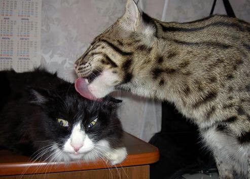 F1年度争冠之夜,阿圭罗关键时刻站出来的启示,跨界英雄与命运的交汇点