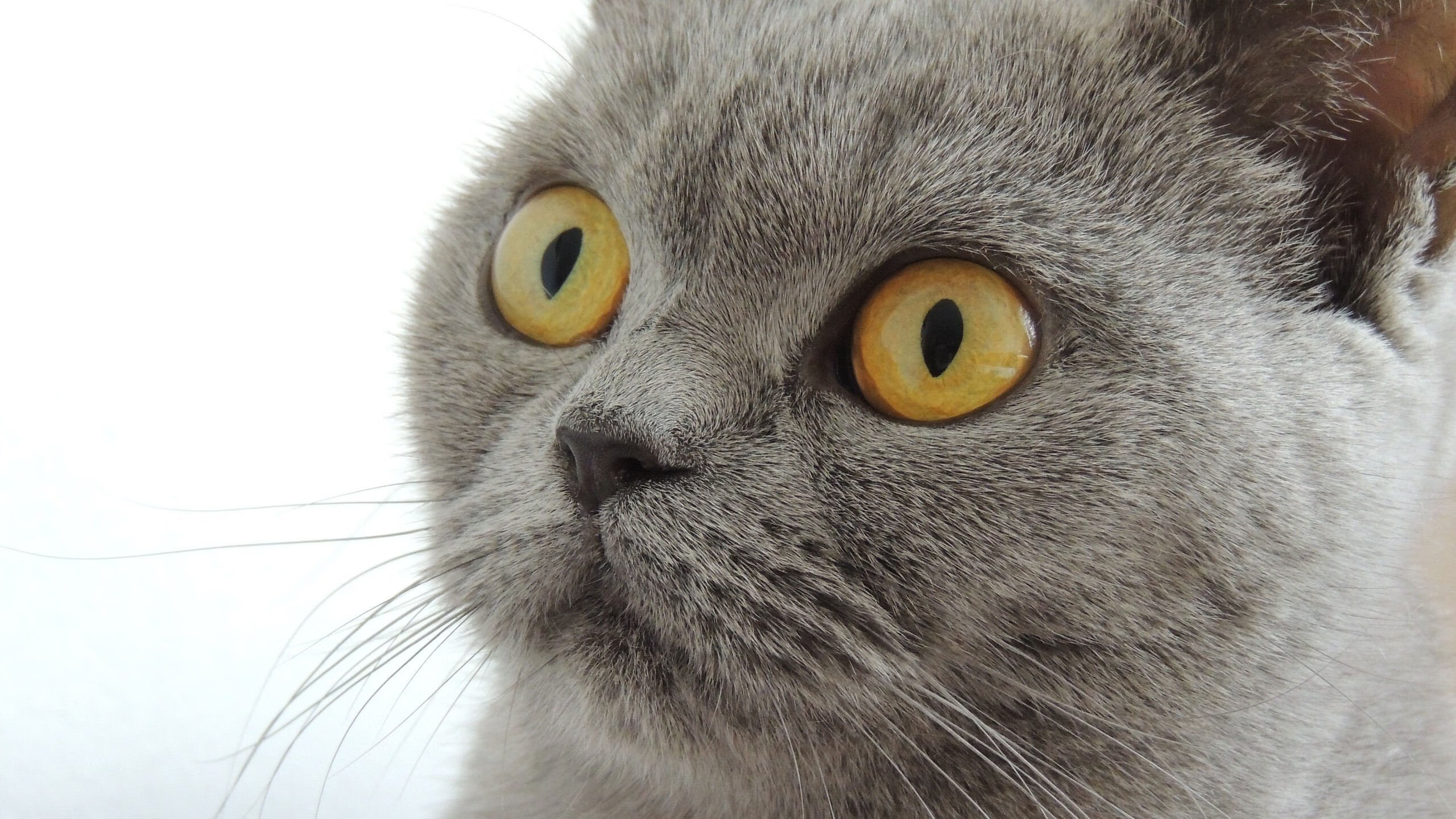 荷兰新星莱奥闪耀欧战舞台，一锤定音助亚特兰大攻克强敌